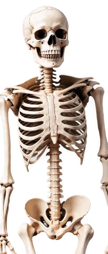 skeletal,human skeleton,skeleton,calcium,skelemani,vintage skeleton,osteoporotic,skeleltt,doot,osteoporosis,bone,spookily,skeletal structure,spookiest,skelid,spooking,osteological,skelly,boneparth,spook,Photography,Artistic Photography,Artistic Photography 04