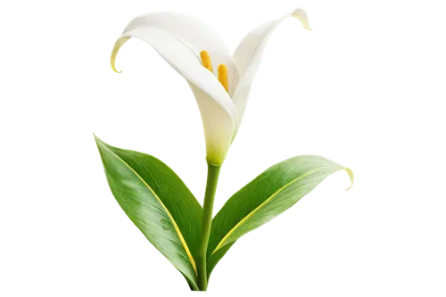 peace lily,flowers png,giant white arum lily,peace lilies,easter lilies,madonna lily,calla lily,white lily,tulip white,white trumpet lily,lilium candidum,calla lilies,avalanche lily,lilly of the valley,lily of the valley,sego lily,cypripedium,calla,lily flower,anthurium,Photography,Black and white photography,Black and White Photography 04