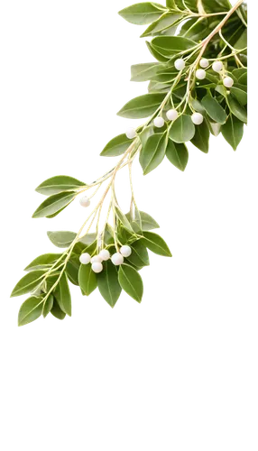 Mistletoe, festive, green leaves, white berries, delicate stems, curved shape, hanging, Christmas decoration, romantic atmosphere, soft focus, warm lighting, shallow depth of field, 3/4 composition, t