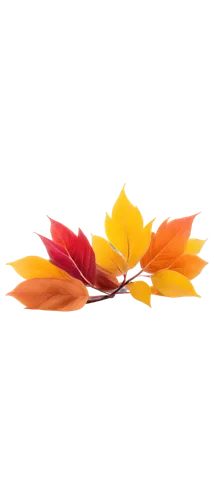 autumn background,spring leaf background,leaf background,autumn icon,colored leaves,flower background,colorful leaves,autumn frame,autumn leaf,autumn theme,autumn flower,paper flower background,autumn leaves,floral digital background,autumn leaf paper,fall leaf,autumnal leaves,round autumn frame,tulip background,orange petals,Conceptual Art,Oil color,Oil Color 19