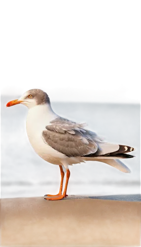 indian sea gull,black-backed gull,orange gull,western gull,pacific gull,royal tern,european herring gull,great black-backed gull,sea-gull,a species of marine bird,kelp gull,herring gull,black head gull,sea gull,cape gull,ring-billed gull,glaucous gull,caspian tern,seagull,galliformes,Illustration,Retro,Retro 14