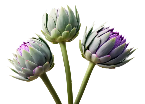 allium,alliums,allium sativum,artichokes,chive flower,proteas,artichoke,agapanthus,allium giganteum,chives,cardoon,ornamental onion,flower bud,silversword,chive flowers,lavender flower,cleombrotus,bulbous flowers,flowers png,trifolium,Art,Classical Oil Painting,Classical Oil Painting 07