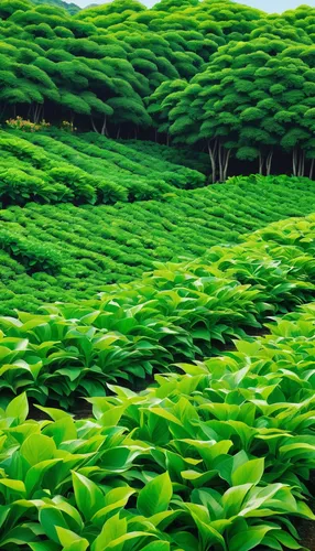 Imagine walking through a vibrant ginger farm, with rows of lush green plants swaying in the breeze.,tea field,tea plantations,tea plant,tea plantation,heart tea plantation,kangkong,tea garden,green w