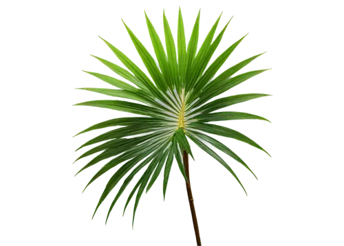 Palm tree, tall, slender trunk, green leaves, feathery leaflets, curved branches, morning dew, soft sunlight filtering through leaves, 3/4 composition, shallow depth of field, warm color tone, cinemat