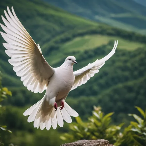 dove of peace,doves of peace,peace dove,beautiful dove,black-winged kite,white dove,collared dove,turtledove,stock dove,white grey pigeon,dove,doves,doves and pigeons,black-shouldered kite,turtledoves,bird in flight,pigeon flying,inca dove,pigeons and doves,white pigeons,Photography,General,Cinematic