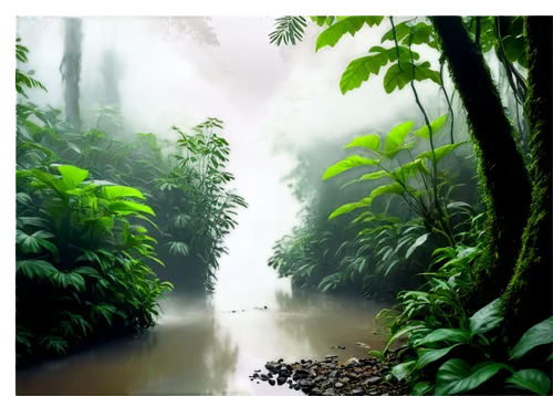 tropical forest,rainforest,rainforests,nature background,rain forest,cartoon video game background,landscape background,background view nature,amazonia,world digital painting,forest background,tropical jungle,neotropical,jungle,jungles,shaoming,forest landscape,nature wallpaper,amazonica,kerala,Art,Classical Oil Painting,Classical Oil Painting 17