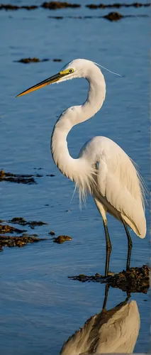 eastern great egret,great egret,great white egret,white egret,egret,egretta novaehollandiae,snowy egret,white heron,wading bird,pacific heron,little egret,cow heron,great heron,spoonbill,fujian white crane,coastal bird,the danube delta,danube delta,spoon heron,great blue heron,Art,Artistic Painting,Artistic Painting 07