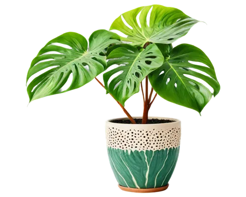 potted plant,plant pot,houseplant,potted palm,pot plant,philodendron,terracotta flower pot,money plant,wooden flower pot,green plant,dracaena,calathea,hostplant,dark green plant,fern plant,zamia,container plant,garden pot,indoor plant,peperomia,Illustration,Paper based,Paper Based 20