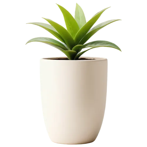 potted plant,potted palm,houseplant,plant pot,hostplant,green plant,pot plant,dracaena,dracena,money plant,container plant,flowerpot,small plant,garden pot,succulent plant,zamia,dark green plant,indoor plant,potted tree,plant,Photography,Fashion Photography,Fashion Photography 21