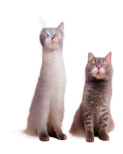 georgatos,catterns,vintage cats,cat pageant,catsoulis,two cats,cat vector,gatos,sphinxes,cat image,katzen,kittenish,siamese cat,cats,whiskas,kittens,felids,transparent background,suara,twinkles,Photography,Documentary Photography,Documentary Photography 19