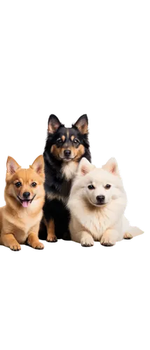 chihuahuas,corgis,pomeranians,shibboleths,dogana,kupets,inu,ein,corgi,transparent background,color dogs,doges,dingos,catterns,three dogs,befuddles,kibbles,dingoes,akitas,beagles,Photography,Documentary Photography,Documentary Photography 15