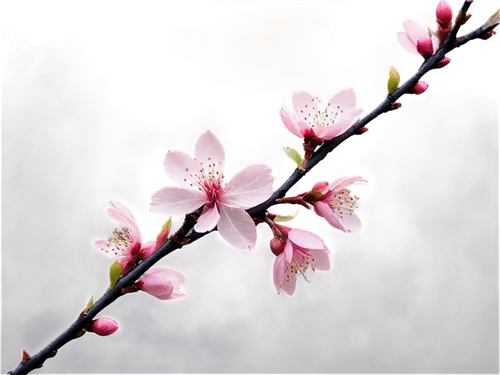 plum blossoms,cherry blossom branch,plum blossom,japanese cherry,japanese sakura background,japanese floral background,apricot blossom,japanese cherry blossom,peach blossom,sakura flower,apricot flowers,almond blossoms,sakura branch,japanese cherry blossoms,almond blossom,sakura flowers,spring blossom,japanese carnation cherry,pink cherry blossom,sakura blossoms,Conceptual Art,Fantasy,Fantasy 34