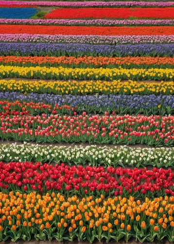 tulip fields,tulip field,tulips field,tulip festival,blanket of flowers,flower field,tulips,field of flowers,flowers field,flower carpet,sea of flowers,turkestan tulip,the netherlands,tulip festival ottawa,tulip flowers,netherlands,holland,tulpenbüten,floral border,flower strips,Conceptual Art,Graffiti Art,Graffiti Art 07