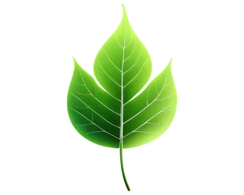 leaf background,mape leaf,tropical leaf,walnut leaf,lotus leaf,spring leaf background,magnolia leaf,custody leaf,fig leaf,green leaf,tree leaf,jungle leaf,fan leaf,leaf,chestnut leaf,coconut leaf,mammoth leaf,leaf icons,beech leaf,bay-leaf,Conceptual Art,Oil color,Oil Color 19