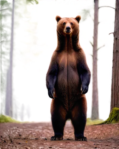 bearlike,nordic bear,bluebear,bear,bearman,beorn,brown bear,bear guardian,european brown bear,cute bear,ursine,little bear,orso,grizzly,bearse,grizzlies,scandia bear,great bear,bearss,beary,Art,Artistic Painting,Artistic Painting 09