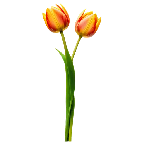 turkestan tulip,tulip background,flowers png,yellow orange tulip,two tulips,tulip,tulip flowers,tulipa,orange tulips,tulips,tulip bouquet,tulip blossom,vineyard tulip,tulipa tarda,lady tulip,tulip white,wild tulip,siam tulip,tulip branches,violet tulip,Illustration,Realistic Fantasy,Realistic Fantasy 29