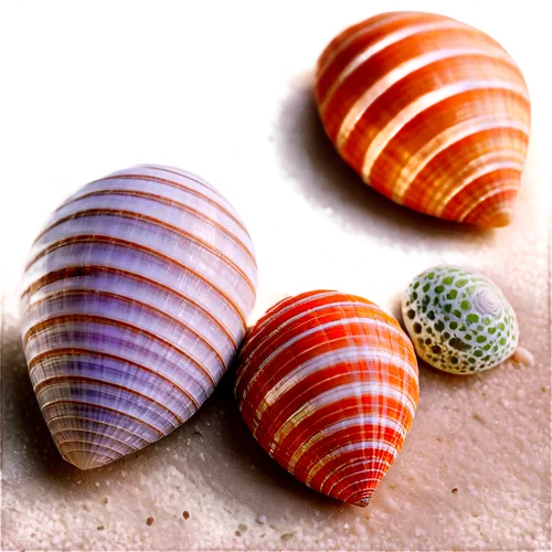 marine gastropods,micromollusks,shells,micromolluscs,seashells,watercolor seashells,micromollusc,calliostoma,gastropods,snail shells,sea shell,in shells,sea shells,cockles,cowries,sea snail,spiny sea shell,snail shell,shell seekers,shelled gastropod,Photography,Documentary Photography,Documentary Photography 14