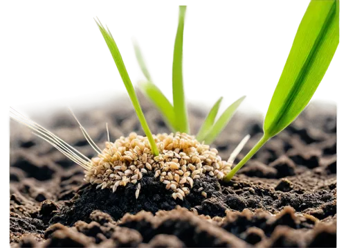 sprouted seeds,biopesticide,seedbed,clay soil,biosolids,seedling,rhizosphere,mycorrhiza,aeration,root crop,celery roots,soil,germinating,biopesticides,germination,seedbeds,mycorrhizal,psyllium,mycorrhizae,humic,Conceptual Art,Fantasy,Fantasy 16