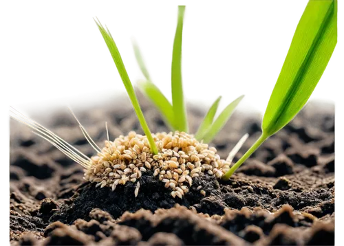 Early stage, grub damage, wheat plant, green leaves, white roots, small holes, eaten areas, brown spots, natural light, close-up shot, macro photography, shallow depth of field, high contrast, warm co