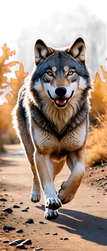 Wild wolf, solo, fierce eyes, grey fur, sharp teeth, muscular body, running, full speed, dynamic pose, realistic texture, natural habitat, warm sunlight, shallow depth of field, cinematic composition,