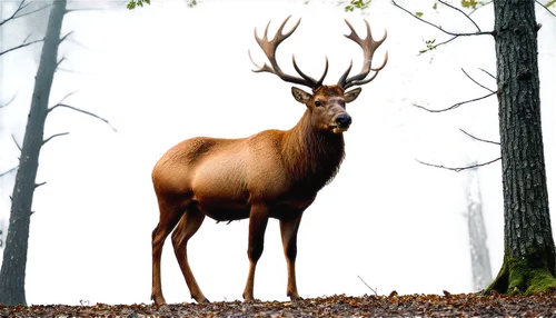 elk park,red deer,european deer,male deer,whitetail,antlered,elk,pere davids male deer,antler velvet,stag,red-necked buck,pere davids deer,whitetail buck,cervus elaphus,bull elk resting,rutting,moschus,gold deer,elk bull,huemul,Conceptual Art,Daily,Daily 20