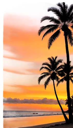 surfliner,sunset beach,palm tree silhouette,palm tree,canary islands,reunion island,coconut palms,sunrise beach,broadbeach,paradises,tropicale,palm silhouettes,oceanside,palms,two palms,hawaii,tugun,tenerife,tequila sunrise,tropicalia,Illustration,Realistic Fantasy,Realistic Fantasy 11