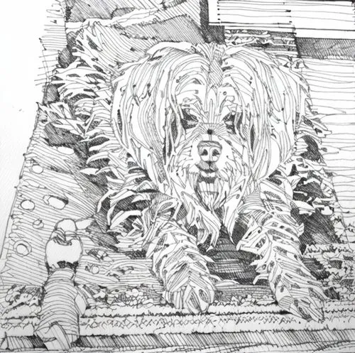 dog drawing,dog illustration,spinone italiano,grand basset griffon vendéen,tibetan terrier,dog line art,komondor,otterhound,bergamasco shepherd,labradoodle,cockapoo,bearded collie,maremma sheepdog,english setter,briard,karakachan dog,skye terrier,lhasa apso,cavapoo,petit basset griffon vendéen