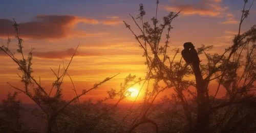 sunset in africa,nature background,setting sun,daybreak,easter sunrise,tramonto,sunbirds,flower in sunset,background view nature,crow in silhouette,sunbird,landscape background,windows wallpaper,unset