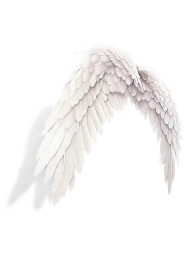 angel wings,angel wing,winged heart,wings,winged,white feather,crying angel,angel’s tear,fallen angel,angel line art,angelology,bird wings,angels,wing,angel,feather,love angel,delta wings,guardian angel,png transparent,Illustration,Black and White,Black and White 35