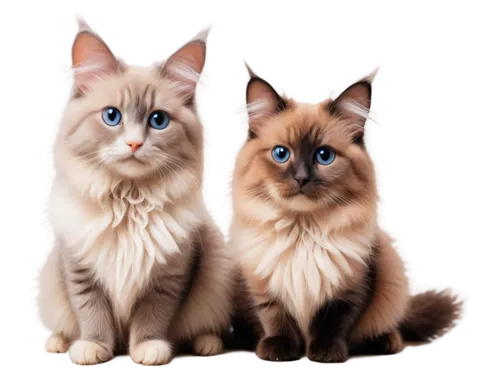 birman,siamese,siamese cat,british longhair cat,persians,georgatos,two cats,ragdoll,siberian cat,blue eyes cat,himalayan persian,catterns,siberians,cats angora,sphinxes,tonkinese,cute animals,abyssinians,felids,breed cat,Conceptual Art,Daily,Daily 34