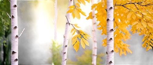 birch tree background,autumn background,birch trees,autumn trees,autumn frame,birch forest,4 seasons,autumn forest,beech leaves,deciduous forest,deciduous trees,four seasons,seasons,leaves frame,background vector,birch tree,autumn scenery,fall foliage,yellow leaves,mixed forest,Photography,Artistic Photography,Artistic Photography 04