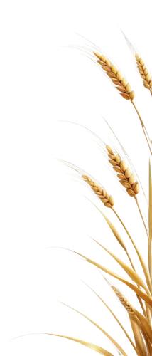 spikelets,wheat grain,wheat ear,strand of wheat,strands of wheat,wheat grasses,elymus,wheat crops,miscanthus,durum wheat,triticum,triticum durum,seed wheat,ornamental grass,foxtail barley,wheat ears,wheat,wheatstraw,sea oat grass,grains,Illustration,Retro,Retro 17