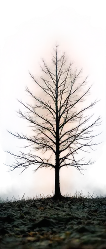 isolated tree,metasequoia,arbre,winter tree,lonetree,celtic tree,fir tree silhouette,tree thoughtless,bare tree,lone tree,tree,leafless,tree silhouette,arboreal,small tree,forest tree,albero,birch tree background,deciduous tree,bare trees,Conceptual Art,Daily,Daily 32