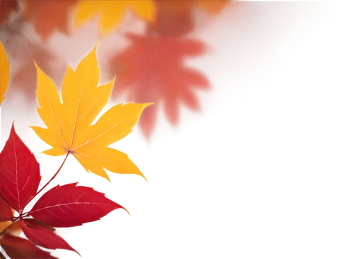 autumn background,leaf background,colored leaves,maple foliage,autumnal leaves,reddish autumn leaves,autumn foliage,autumn leaves,maple leaf red,fall foliage,maple leave,leaves in the autumn,fall leaves,colorful leaves,red leaves,autumn colouring,colors of autumn,autumn theme,autumn leaf,fall leaf,Art,Classical Oil Painting,Classical Oil Painting 14