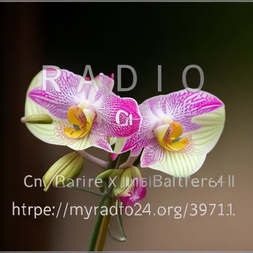 moth orchid,lilium candidum,phalaenopsis equestris,mixed orchid,phalaenopsis sanderiana,laelia crispa,laelia,laelia albida,orchid flower,phalaenopsis,cattleya rex,orchid,cattleya labiata,calochilus,cattleya,orchids of the philippines,lilac orchid,calochortus,calla lily,lilium formosanum,Realistic,Flower,Orchid