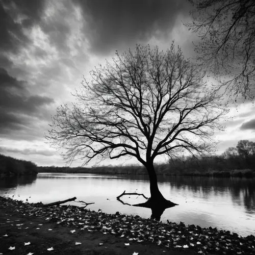 lone tree,isolated tree,lonetree,bare tree,leafless,tree thoughtless,old tree silhouette,stillness,arbre,walnut trees,quietude,landscape photography,deciduous tree,stille,tree silhouette,lonely chestnut,potomac river,tranquility,buttonwood,brown tree,Illustration,Black and White,Black and White 33