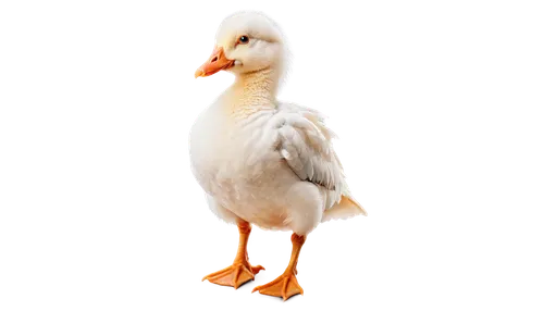 rockerduck,brahminy duck,gooseander,female duck,lameduck,ornamental duck,duck,cayuga duck,branta,duck bird,quackwatch,quacker,the duck,gwe,goose,diduck,shelduck,araucana,greylag goose,quacking,Illustration,American Style,American Style 10