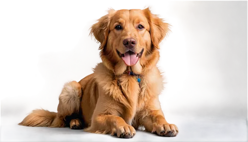 golden retriever,golden retriver,retriever,nova scotia duck tolling retriever,golden retriever puppy,labrador retriever,venkman,blonde dog,afghan hound,goldens,labrador,dog pure-breed,brown dog,cocker spaniel,dog breed,labradoodle,vizla,dog photography,gundog,dog frame,Conceptual Art,Oil color,Oil Color 22