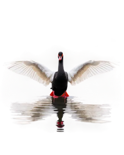 black swan, solo, water reflection, elegant neck, white beak, red eye, glossy feathers, spread wings, rippling water, morning mist, soft focus, shallow depth of field, warm color tone, 3/4 composition