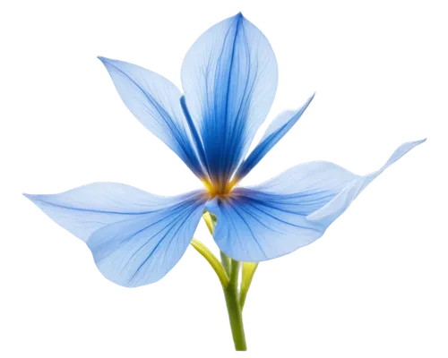 gentiana,flax-leaved tulip,mountain bluets,flowers png,siberian squill,blue flower,gentian,dayflower,blue petals,iris reticulata,chicory,gentians,closed blue gentian,trumpet gentian,tasmanian flax-lily,windflower,turkestan tulip,guernsey lily,blue flax,sego lily,Photography,Documentary Photography,Documentary Photography 11