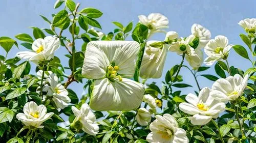 lilium candidum,philadelphus erectus,jasminum sambac,white magnolia,mock orange,magnoliengewaechs,jasminum,cape jasmine,tree anemone,tuberous pea,arabian jasmine,white tulips,trollius download,easter lilies,magnolia × soulangeana,tulip white,flowering dogwood,clematis,bush magnolia,lilium formosanum