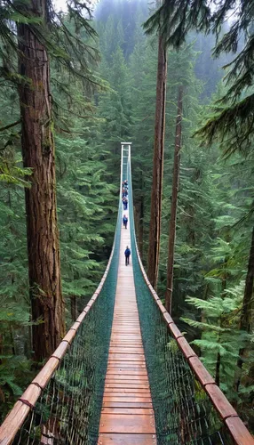 The Lynn Canyon Suspension Bridge in Lynn Canyon Park, North Vancouver, British Columbia, Canada,hanging bridge,humpback bridge,vancouver island,suspension bridge,scenic bridge,tree top path,wooden br