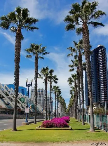 classic car and palm trees,san diego,date palms,san diego skyline,royal palms,palm forest,antofagasta,palm trees,heads of royal palms,palmtrees,urban park,costanera center,two palms,palm field,palm pa