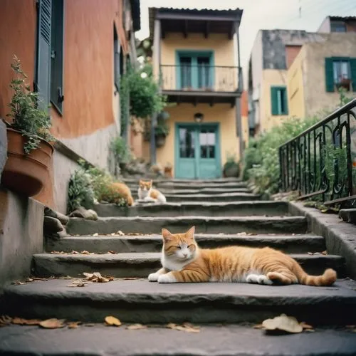 cat european,street cat,lucca,orange tabby cat,verona,orange tabby,cat greece,venezia,portofino,vintage cat,stray cat,cat resting,felino,perugia,tuscan,florentina,georgatos,suara,ligurian,autuori,Photography,Documentary Photography,Documentary Photography 02