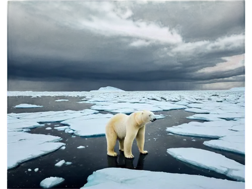 sea ice,polar bear,arctic ocean,arctic antarctica,icebear,polar,polar bears,arctic,aurora polar,ice bear,climate change,global warming,antarctic,ice bears,polar aurora,climate,ice floe,antartica,polar ice cap,north pole,Photography,Documentary Photography,Documentary Photography 24