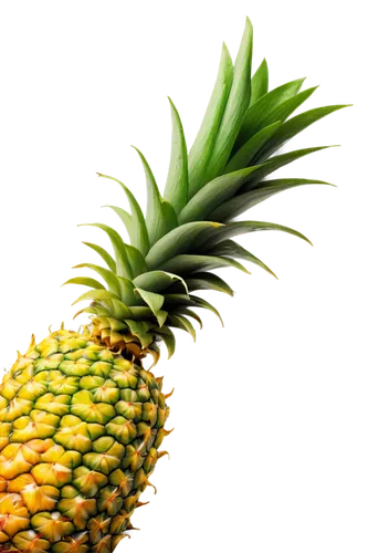 pineapple background,ananas,pinapple,pineapple wallpaper,a pineapple,pineapple,fir pineapple,pineapple plant,small pineapple,pineapple basket,pineapple pattern,pineapple comosu,ananas comosus,pineapple head,pineapples,young pineapple,fresh pineapples,dried pineapple,pineapple flower,mini pineapple,Illustration,Retro,Retro 20