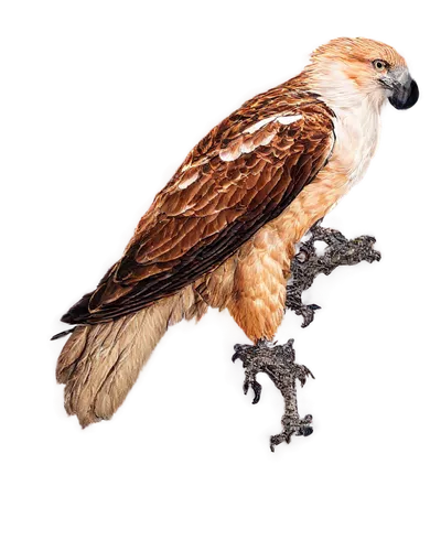 ferruginous hawk,red shouldered hawk,red-tailed hawk,red tailed hawk,red tail hawk,galliformes,broad winged hawk,falconidae,bussard,redtail hawk,hawk animal,herrndobler,falconieri,crested hawk-eagle,aplomado falcon,american kestrel,coturnix,kestrel,steppe buzzard,desert buzzard,Art,Artistic Painting,Artistic Painting 22