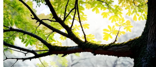 Oak tree, majestic, sturdy trunk, sprawling branches, green leaves, autumn colors, acorns, morning sunlight filtering through leaves, 3/4 composition, shallow depth of field, warm color tone, cinemati