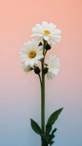 the flowers are white and yellow in color,minimalist flowers,the white chrysanthemum,leucanthemum,white chrysanthemum,flower wallpaper,white cosmos