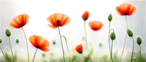 tulip background,orange tulips,tulip flowers,orange red flowers,flower background,wild tulips,red orange flowers,poppy flowers,tulips,two tulips,tulipa,spring background,colorful flowers,flower wallpaper,crocuses,orange poppy,crocus flowers,colors of spring,red tulips,orange flowers,Conceptual Art,Fantasy,Fantasy 14